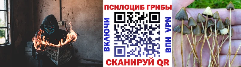 Псилоцибиновые грибы GOLDEN TEACHER  Купить закладки  Ивангород 